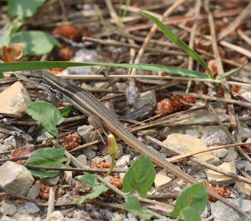 Large Psammodromus