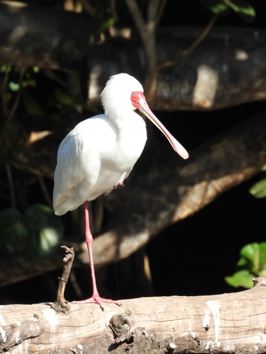 iNaturalist image