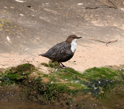 White-throated Dipper