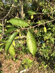 Aquilaria sinensis
