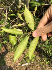 Aquilaria sinensis