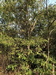 Aquilaria sinensis