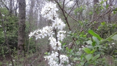 Prunus spinosa
