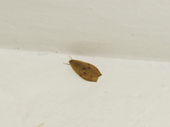 Paralithosia shaowuica