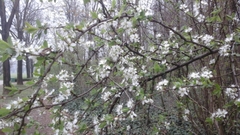 Prunus