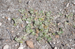Tarasa tenella
