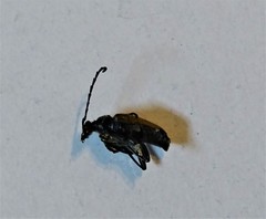 Trigonarthris