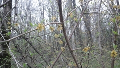 Cornus mas