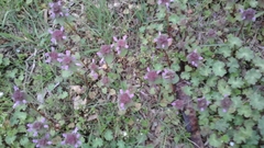 Lamium purpureum