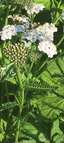 common yarrow