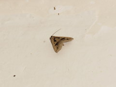 Tephriopis divulsa