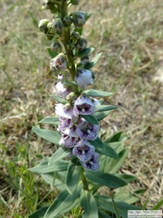 Angelonia integerrima