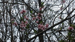 Prunus