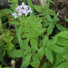 Cardamine macrophylla