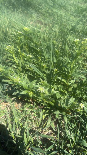 field penny-cress