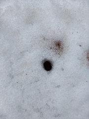 Dermacentor albipictus