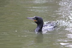 Nannopterum brasilianum