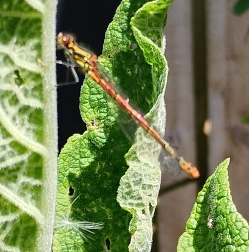 Large Red Damselfly