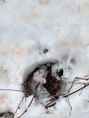 Dermacentor albipictus