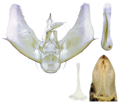 Eupithecia misturata