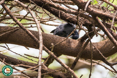 Laniarius funebris