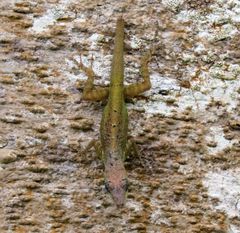 Anolis extremus