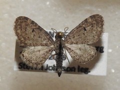 Eupithecia misturata