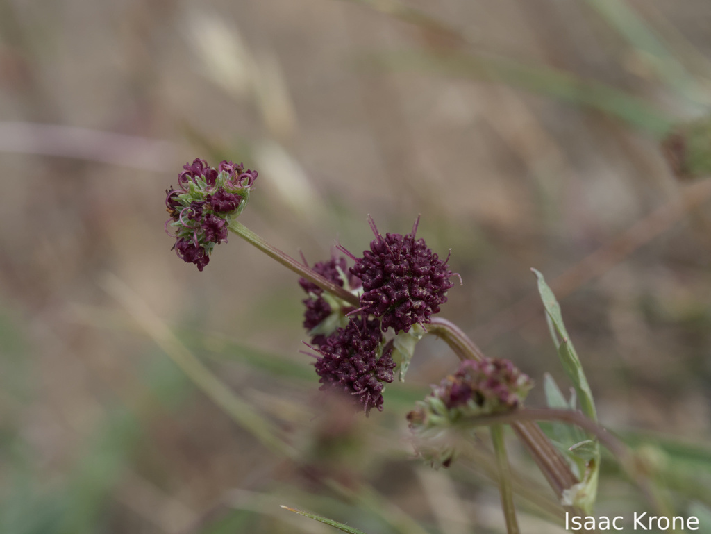 Sanicula bipinnatifida; photograph (c) Isaac Krone, some rights reserved (CC BY)