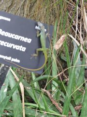 Anolis extremus