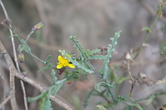 Senecio ctenophyllus