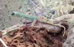Anolis extremus