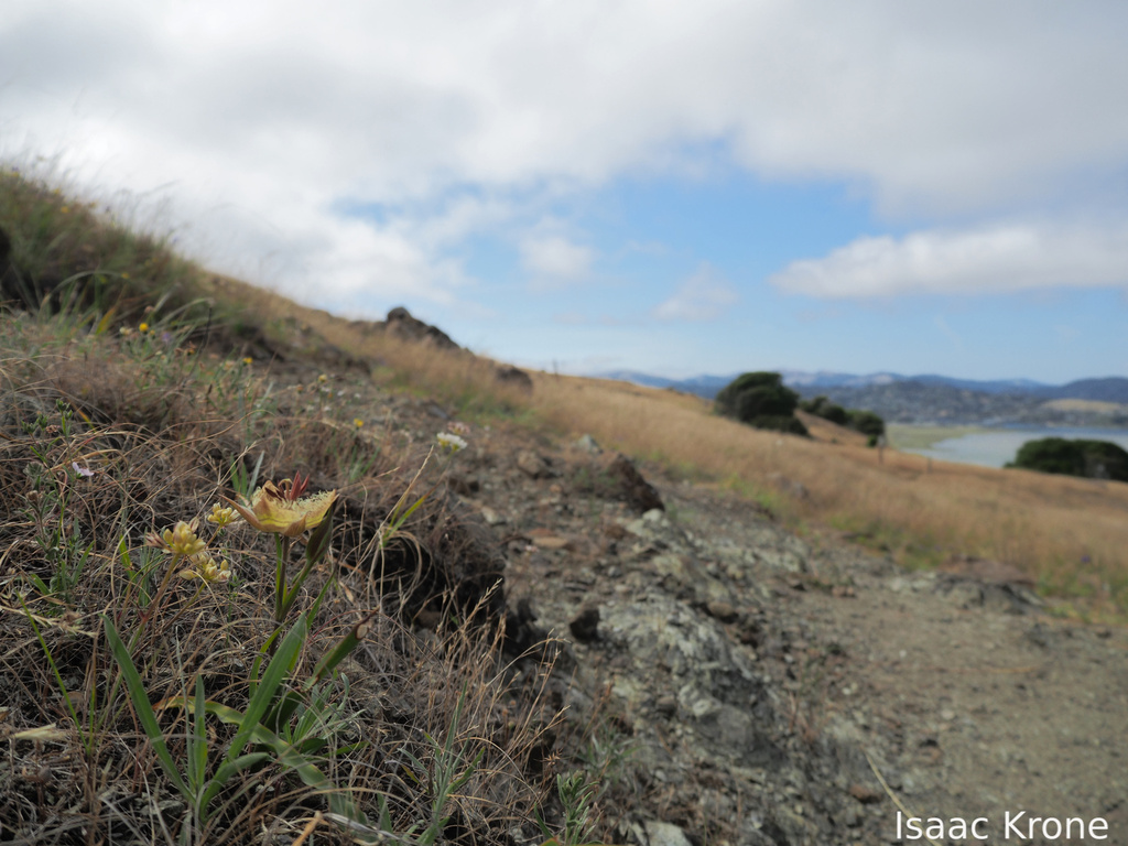 Calochortus tiburonensis; photograph (c) Isaac Krone, some rights reserved (CC BY)