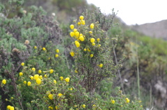 Calceolaria inamoena