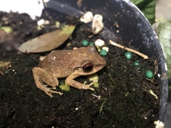 Eleutherodactylus antillensis