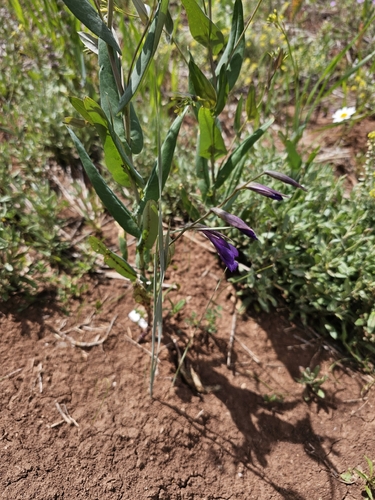 Gladiolus atroviolaceus, photograph 1