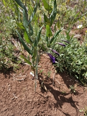 Gladiolus atroviolaceus, photograph author not stated, no rights reserved