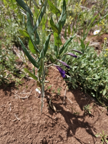 Gladiolus atroviolaceus, photograph 2