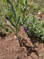 Gladiolus atroviolaceus, photograph author not stated, no rights reserved