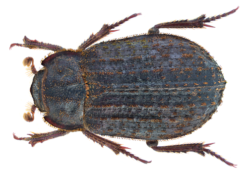 Hide beetle (Trox scaber) photo 2