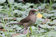 Turdus amaurochalinus