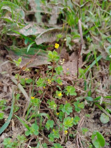 Trifolium micranthum, 2026-05-23