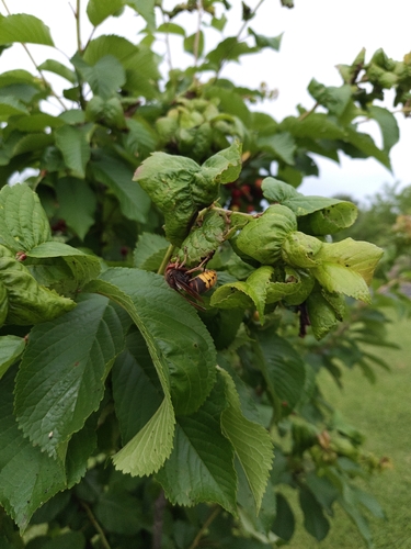 European Hornet
