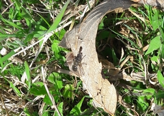 Tachina ursina