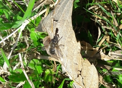 Tachina ursina