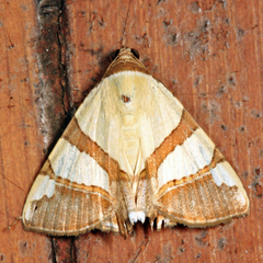 Eulepidotis julianata