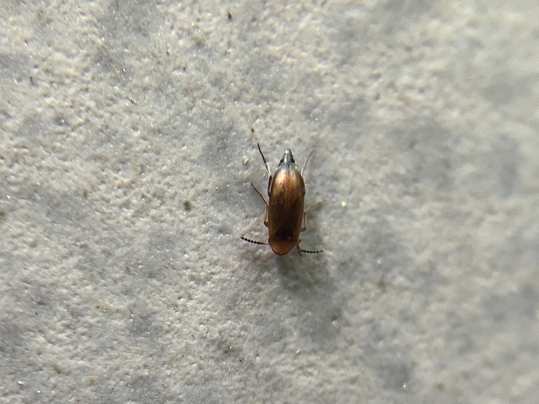 Anaspis flava