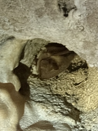 Tricolored Bat observed by btrentler