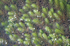 Myriophyllum quitense