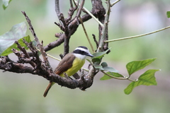 Pitangus sulphuratus