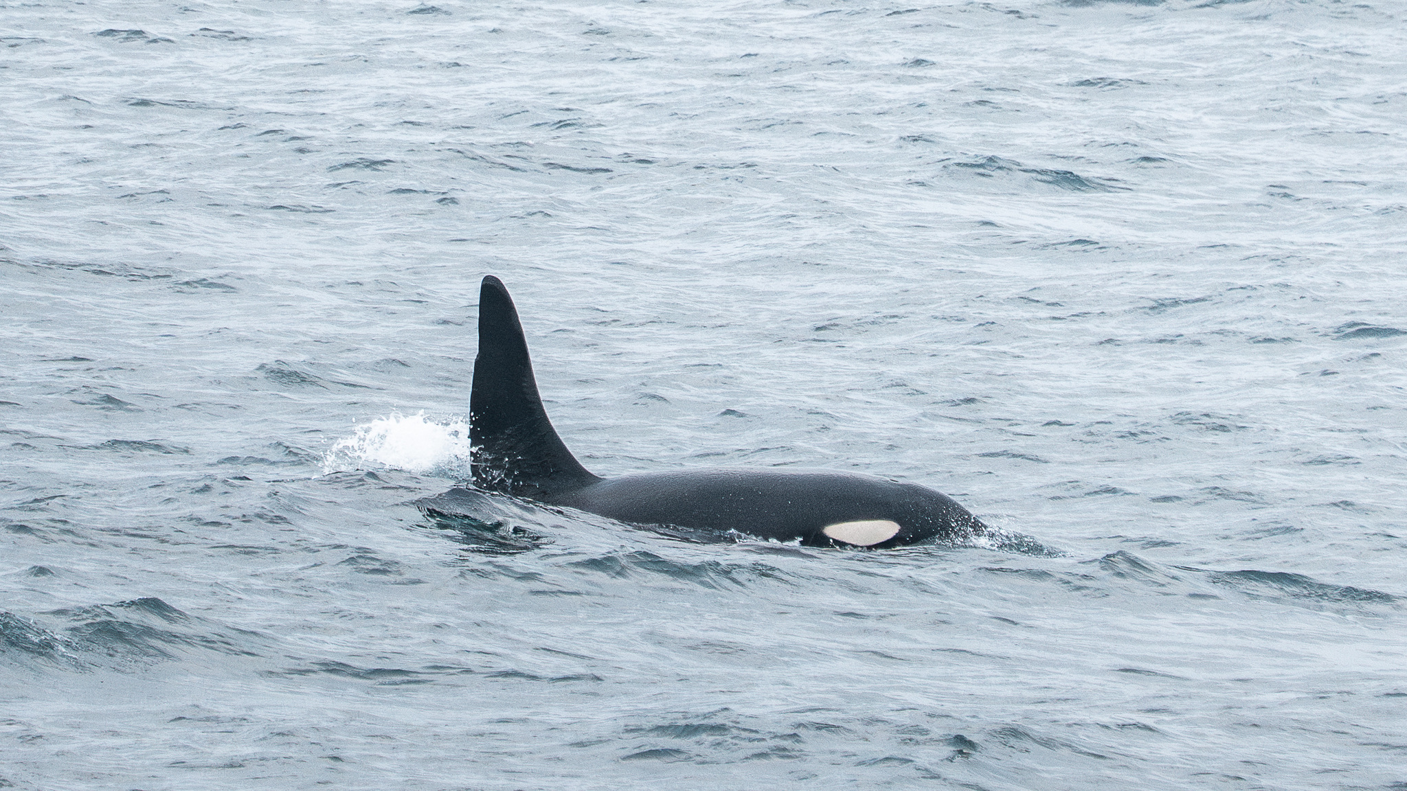 Orcinus orca